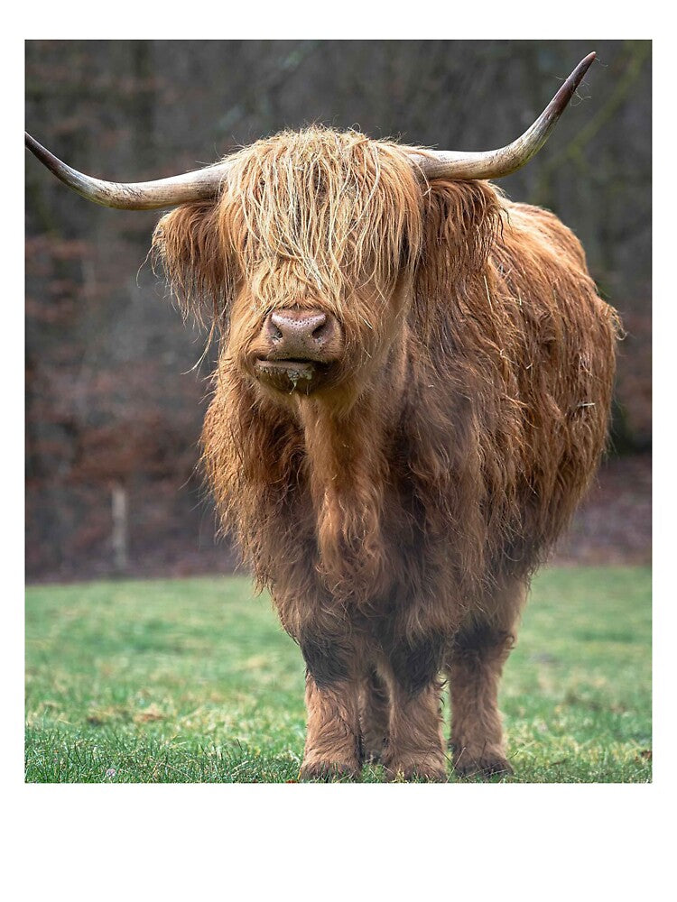 The Unbothered Highland Cow by naturebyxomi